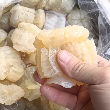 菊花头（精品墨西哥头）山东大批量供货（量大从优）