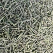 荆芥穗、手工裁剪，颜色靓丽，，自产自销，可提前看样品。