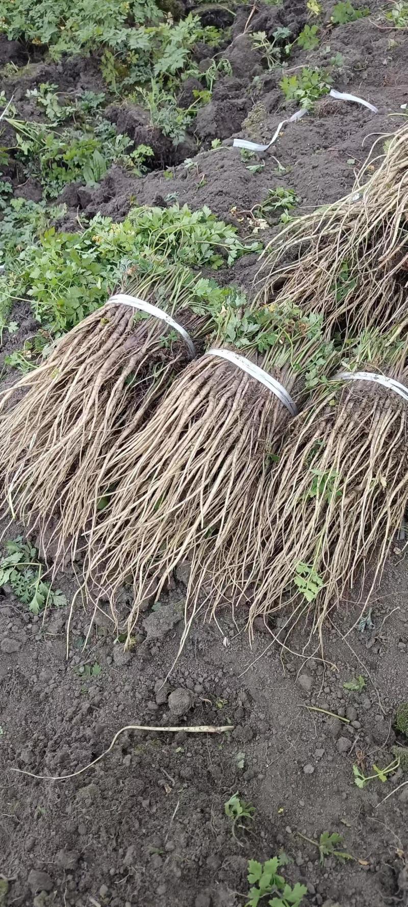 岷县当归苗，苗子均匀，无烂苗，每袋数量7千至1万苗