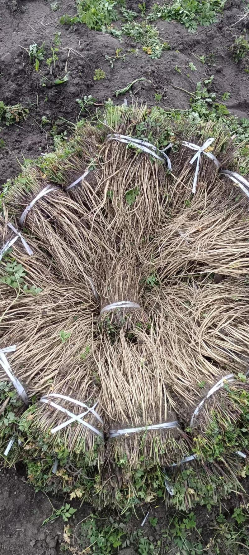 岷县当归苗，苗子均匀，无烂苗，每袋数量7千至1万苗