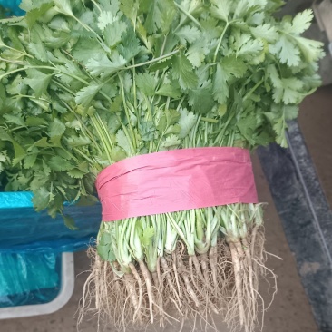 香菜