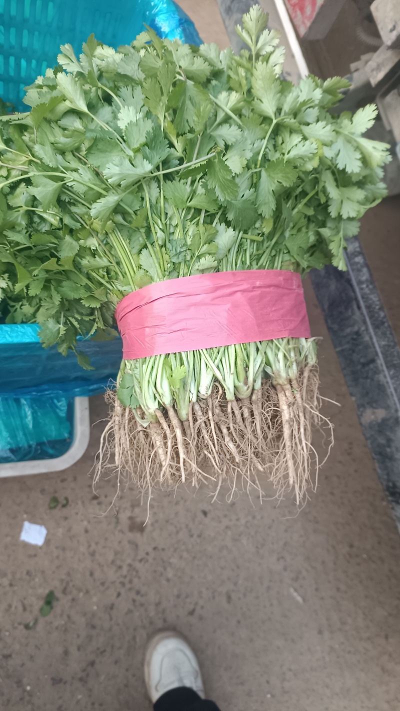 香菜