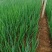 山东潍坊小香葱大量上市一手货源产地批发诚信经营