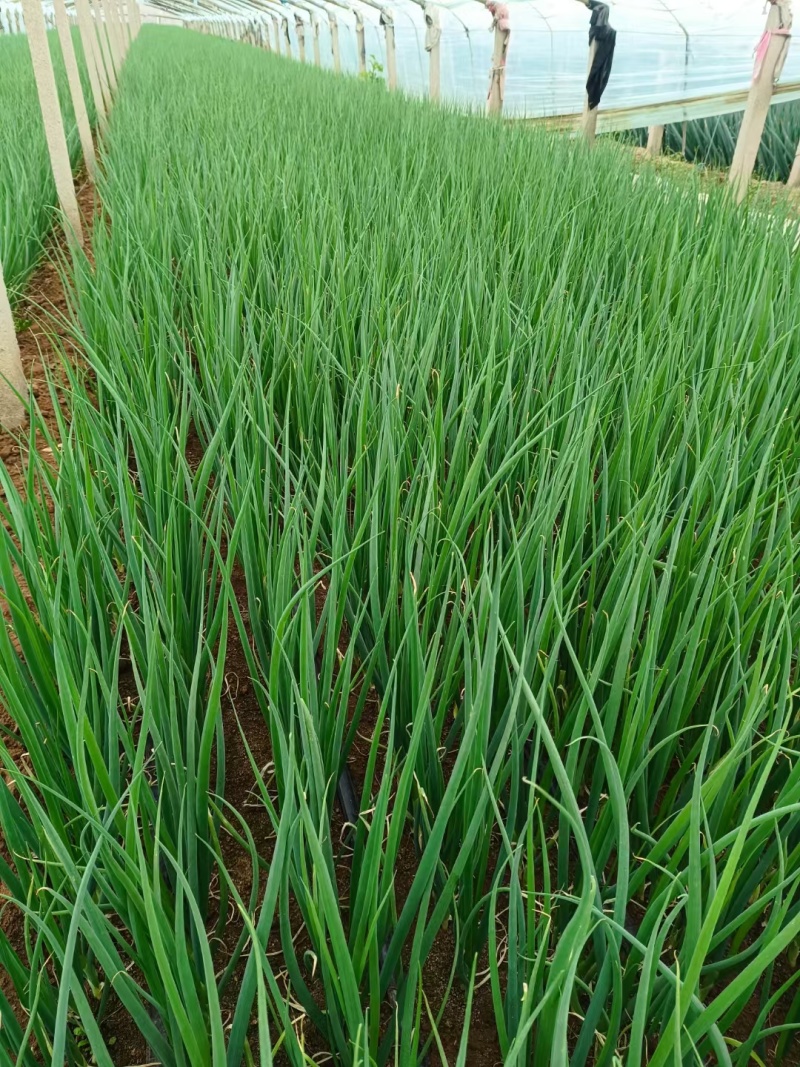 山东潍坊小香葱大量上市一手货源产地批发诚信经营