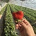 山东潍坊草莓🍓，大量上市！支持一件代发！