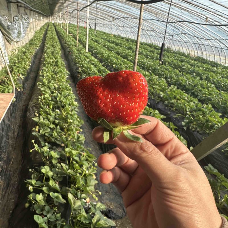 山东潍坊草莓🍓，大量上市！支持一件代发！