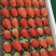 山东潍坊草莓🍓，大量上市！支持一件代发！