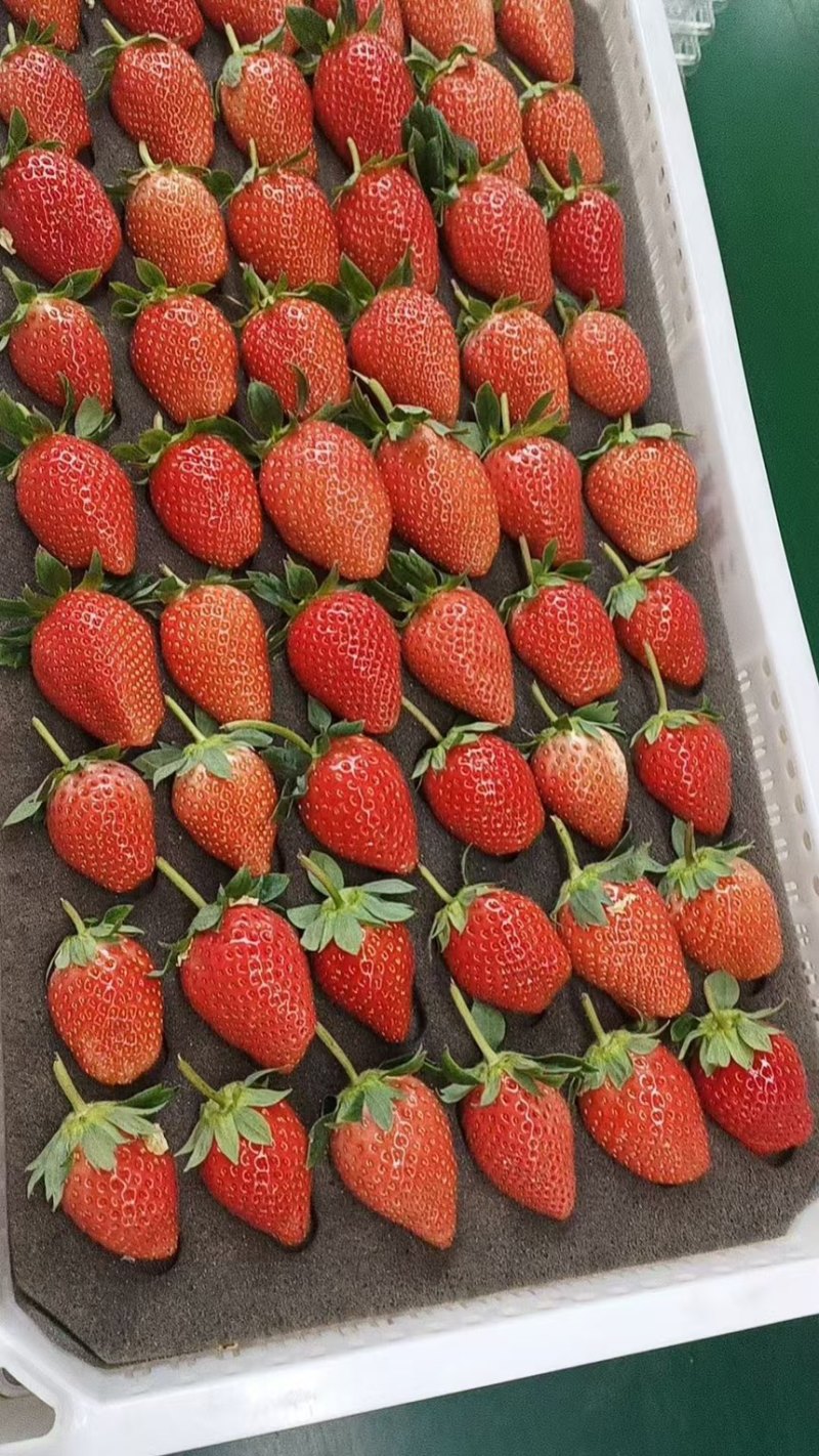 山东潍坊草莓🍓，大量上市！支持一件代发！