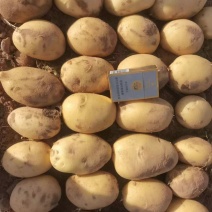 希森6号土豆开封希森土豆麻黄皮黄心全国代发代加工