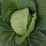 【推荐】江苏甘蓝圆包菜一手货源供应市场商超电商量大价优