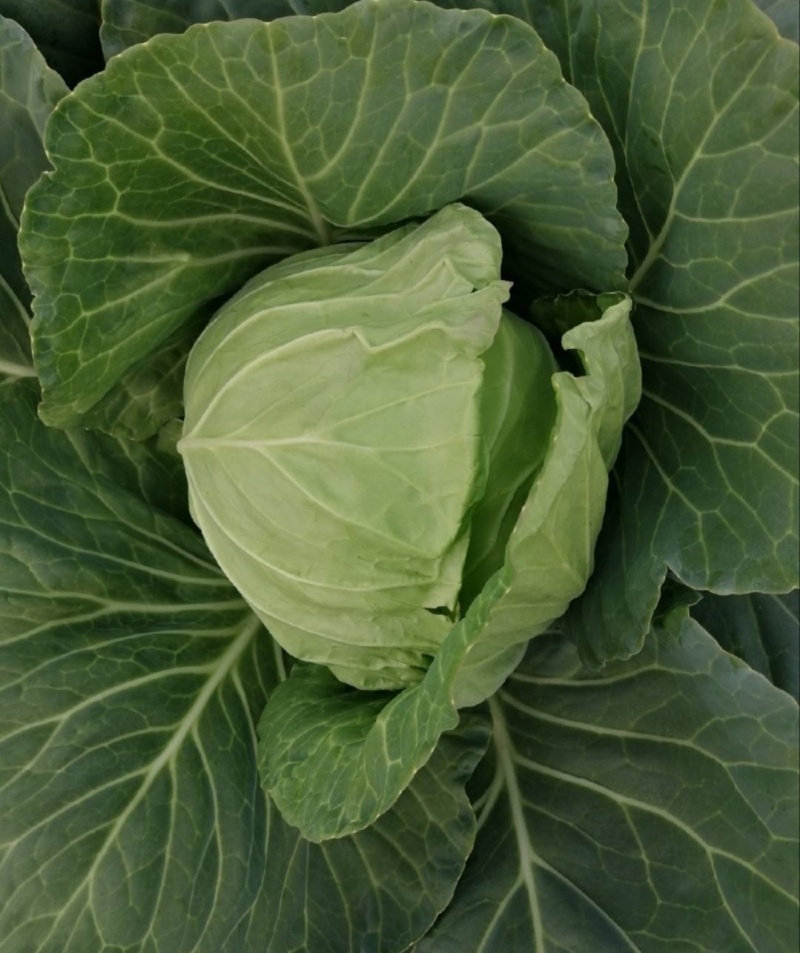 【推荐】江苏甘蓝圆包菜一手货源供应市场商超电商量大价优