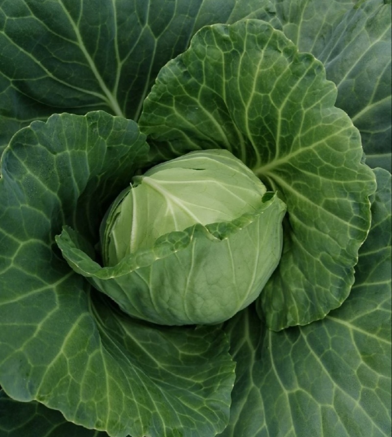 【推荐】江苏甘蓝圆包菜一手货源供应市场商超电商量大价优