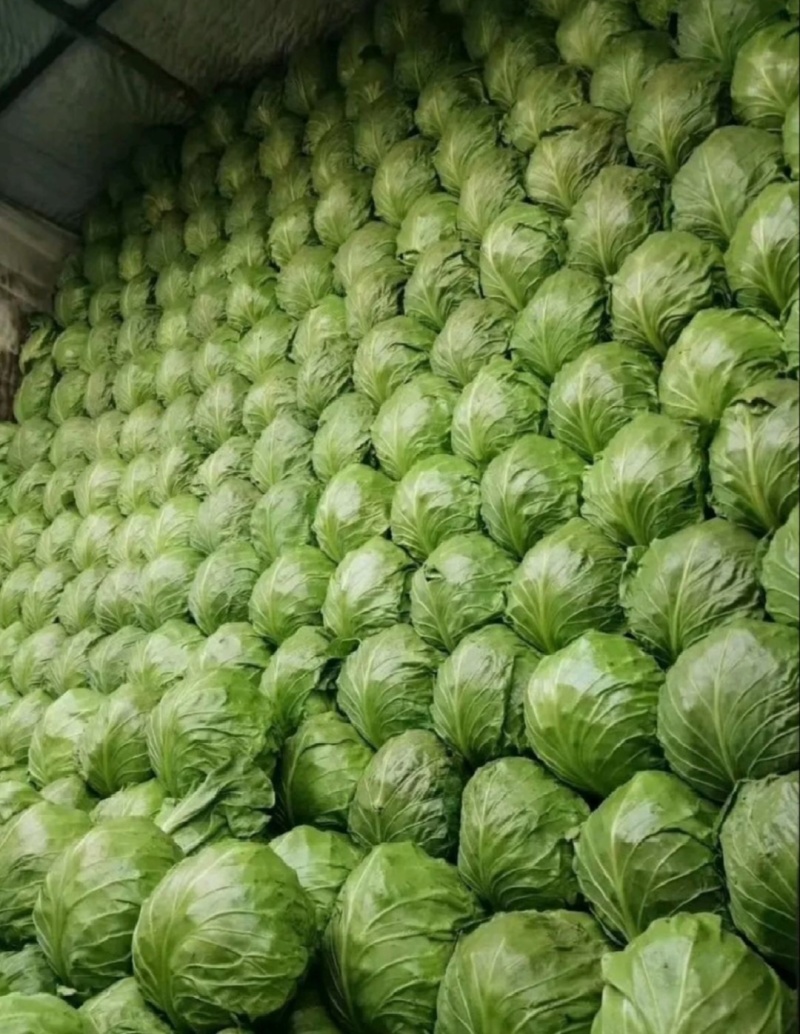 【推荐】江苏甘蓝圆包菜一手货源供应市场商超电商量大价优