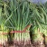 【推荐】江苏红根蒜苗一手货源供应市场商超电商量大价优