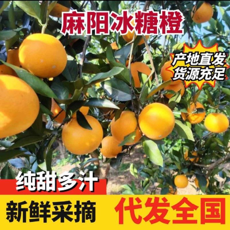 【一件代发】麻阳冰糖橙