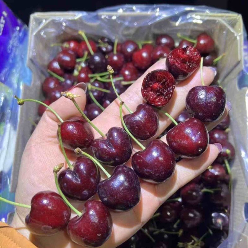 【热卖推荐】樱桃车厘子量大质优价格优惠一手货源