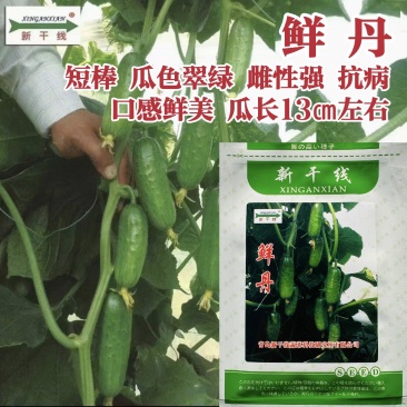 新干线鲜丹黄瓜种子短棒形水果黄瓜种子甜脆耐寒油亮高产种籽