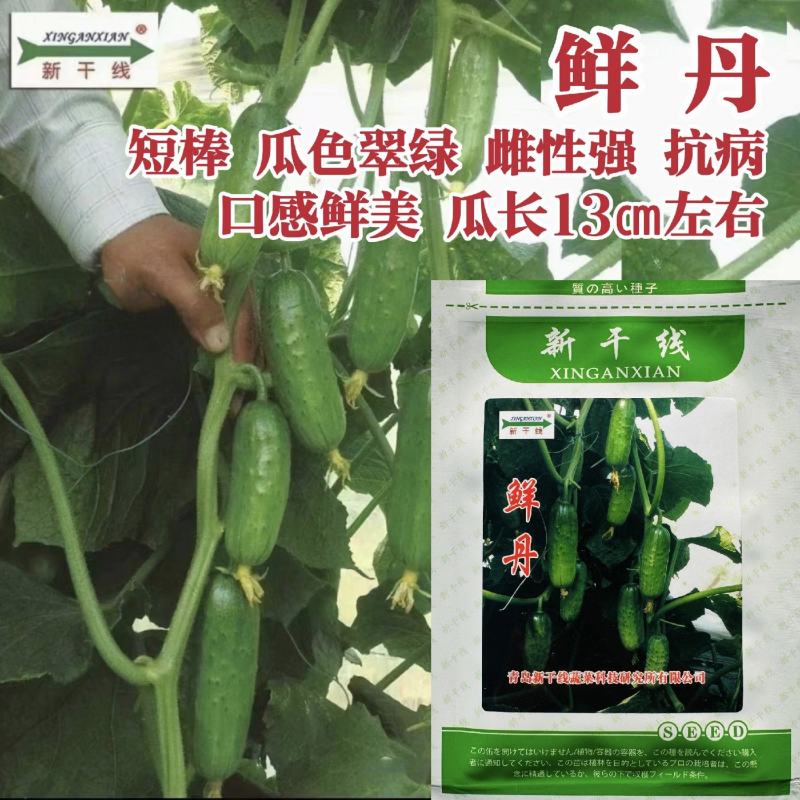 新干线鲜丹黄瓜种子短棒形水果黄瓜种子甜脆耐寒油亮高产种籽