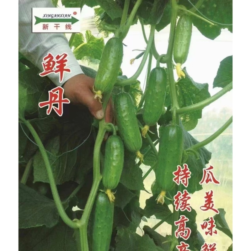 新干线鲜丹黄瓜种子短棒形水果黄瓜种子甜脆耐寒油亮高产种籽