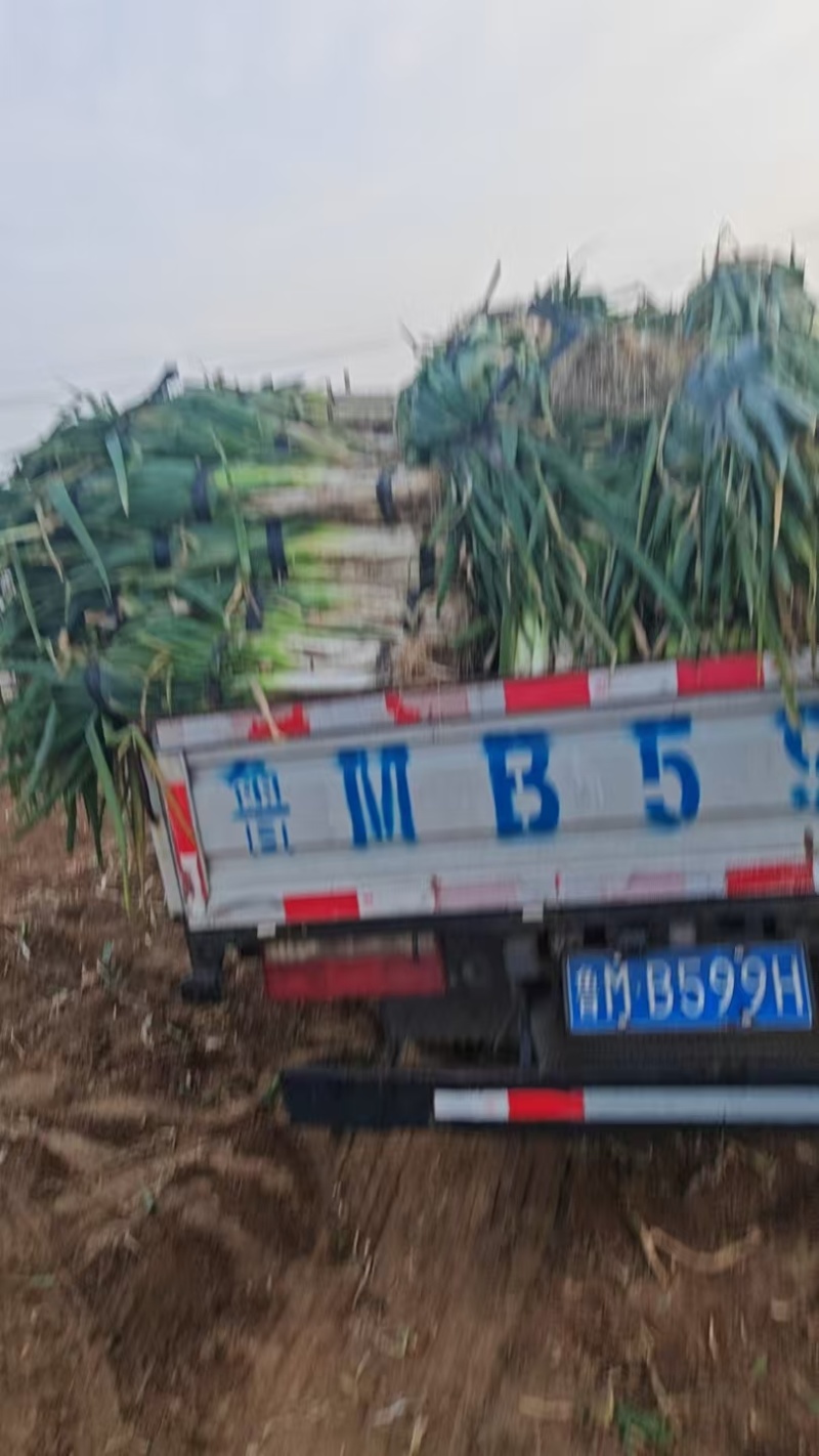 0.58寿光大葱大落价大量上市便宜欢迎采购合作共赢