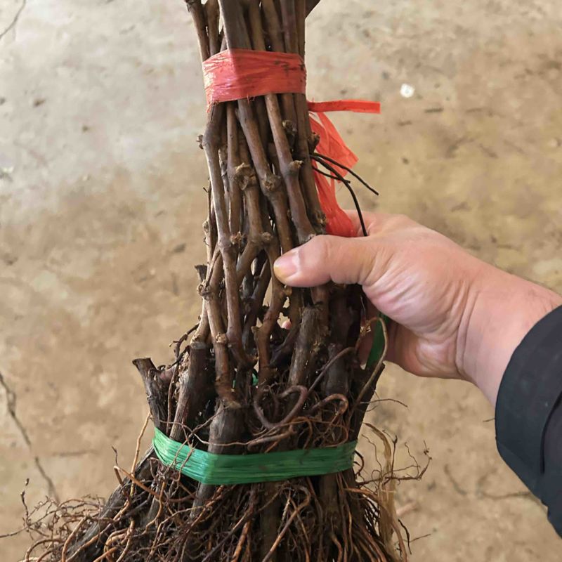 金密葡萄苗
