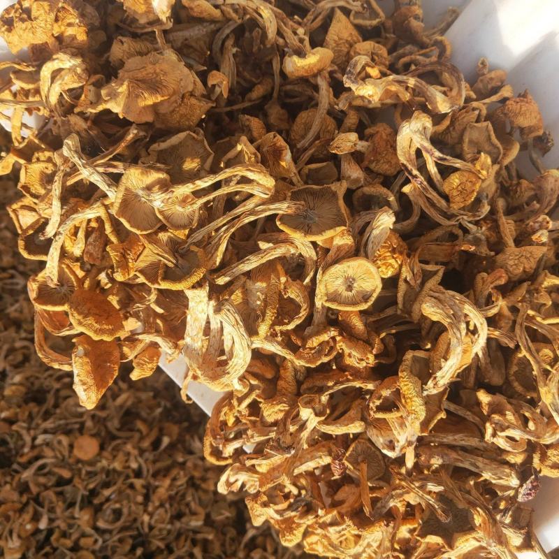 滑子菇，一手货源，全国代收代卖，对接商超，货源稳定