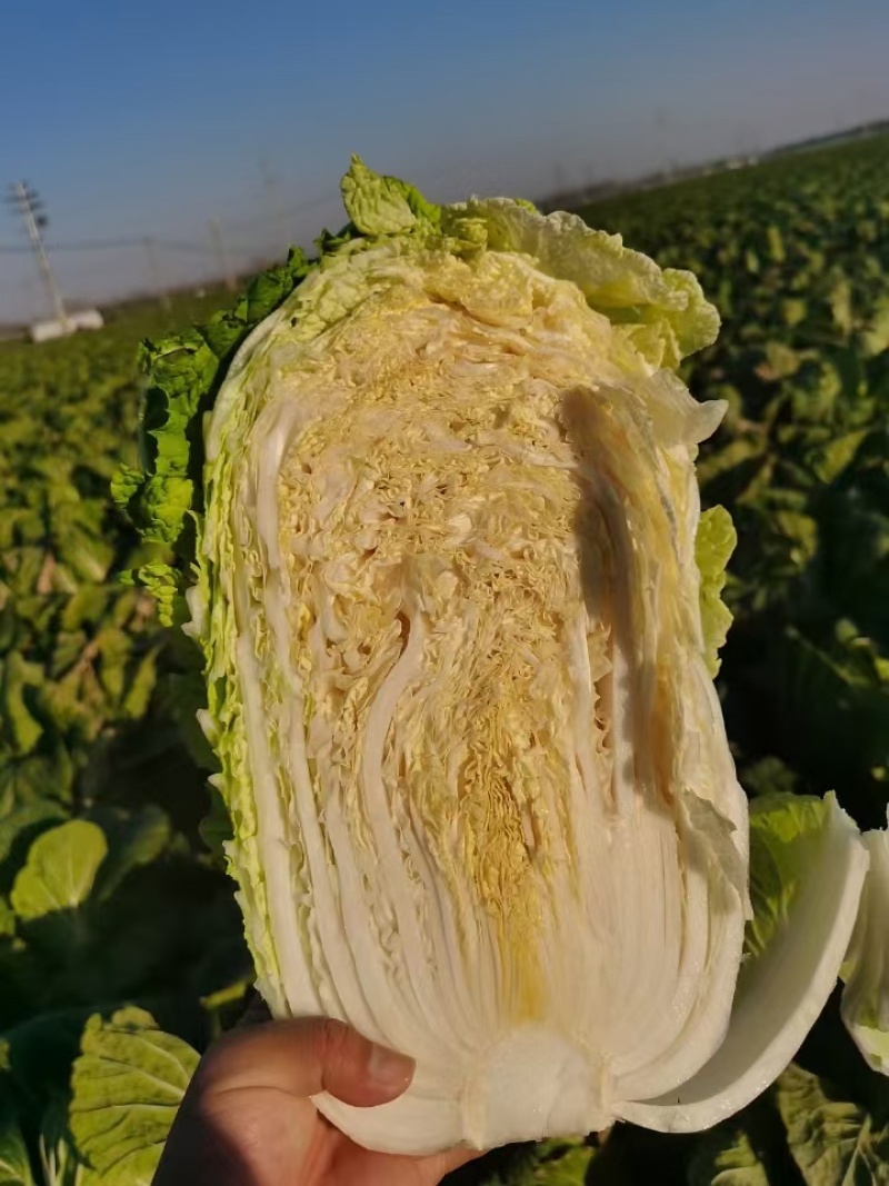 【优选好白菜】精品矮颗黄心白菜，产地直发。