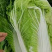 【优选好白菜】精品矮颗黄心白菜，产地直发。