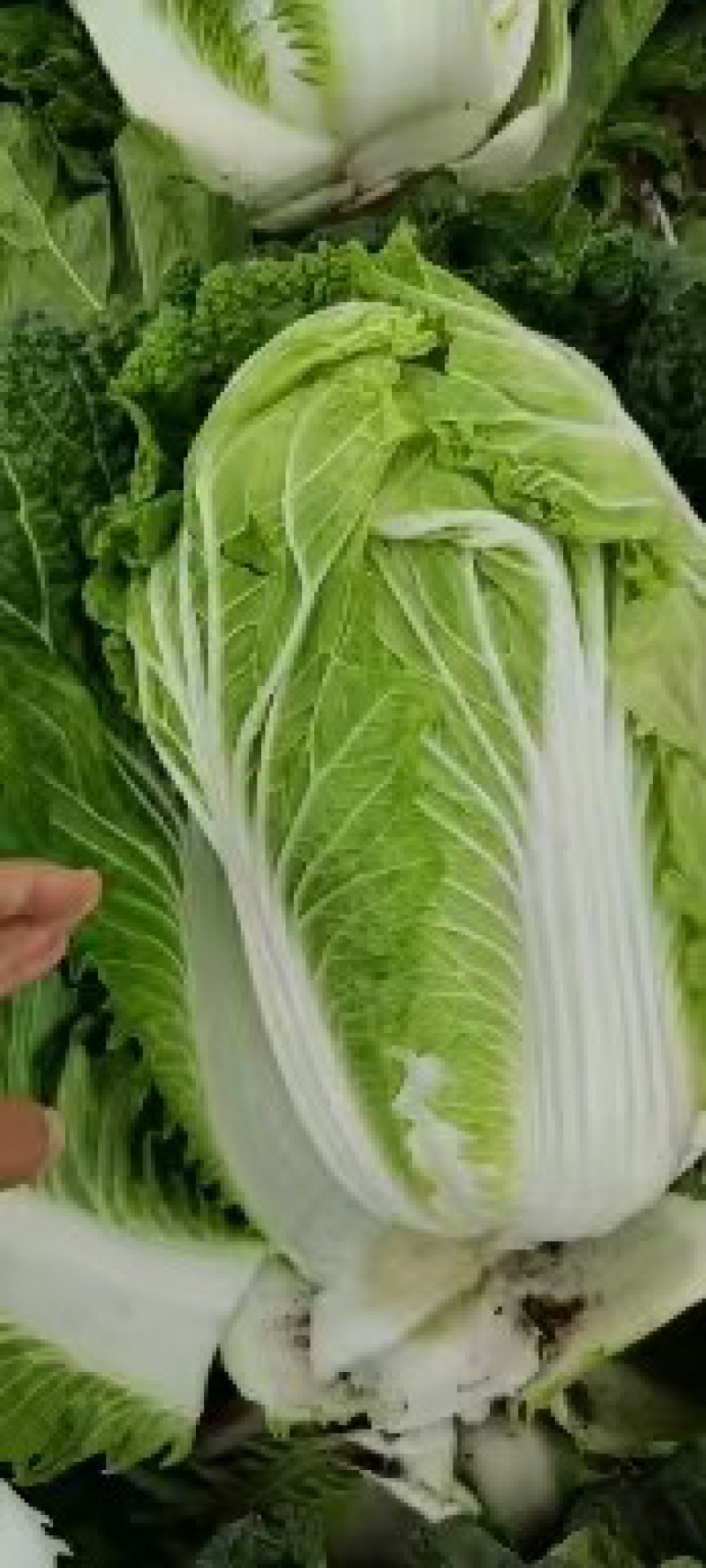 【优选好白菜】精品矮颗黄心白菜，产地直发。