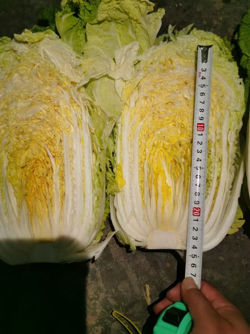 【优选好白菜】精品矮颗黄心白菜，产地直发。