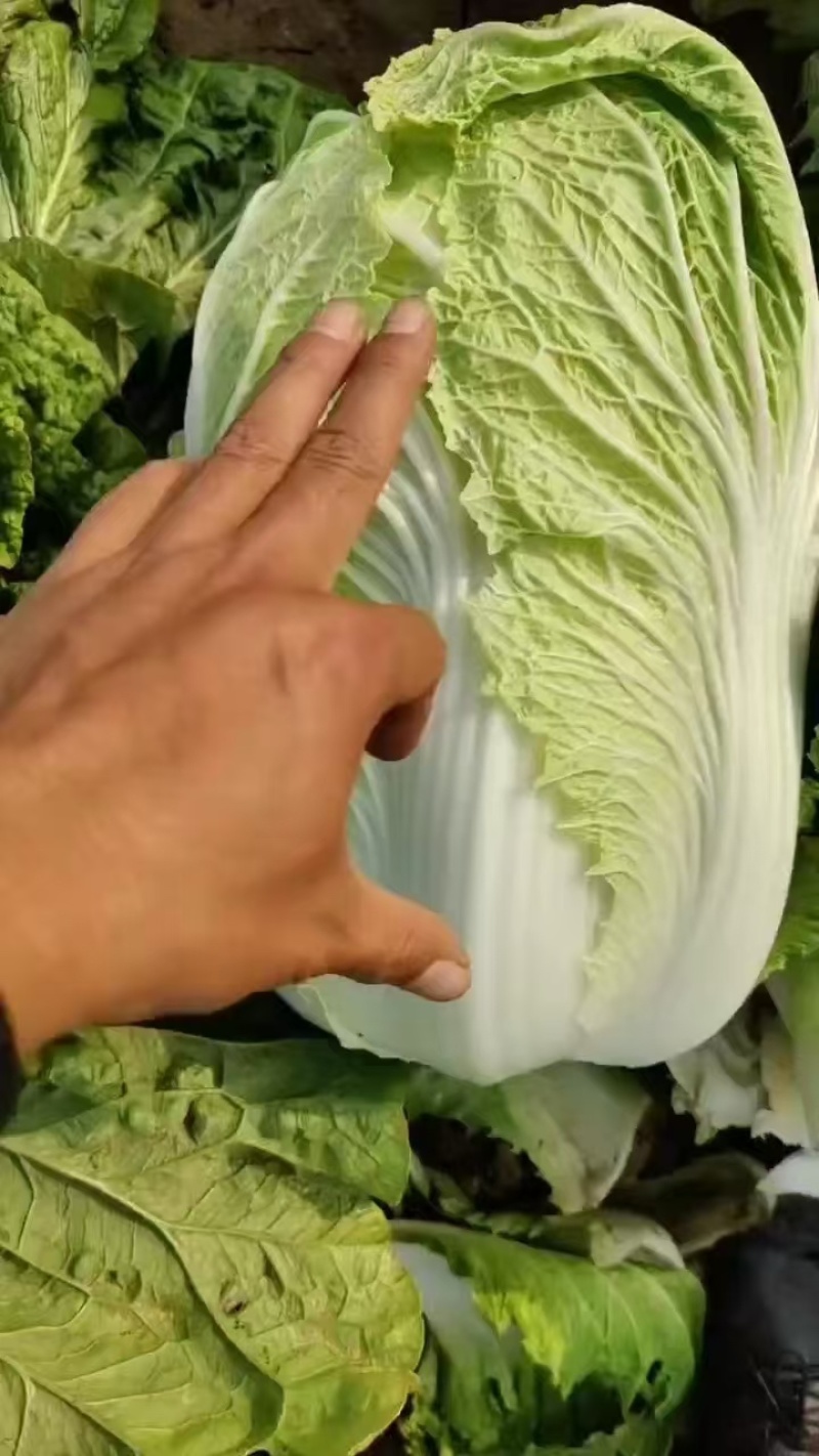 【优选好白菜】精品矮颗黄心白菜，产地直发。
