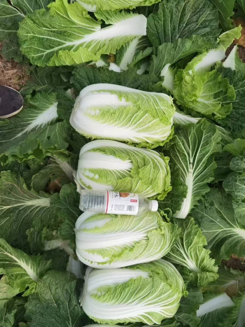 【优选好白菜】精品矮颗黄心白菜，产地直发。