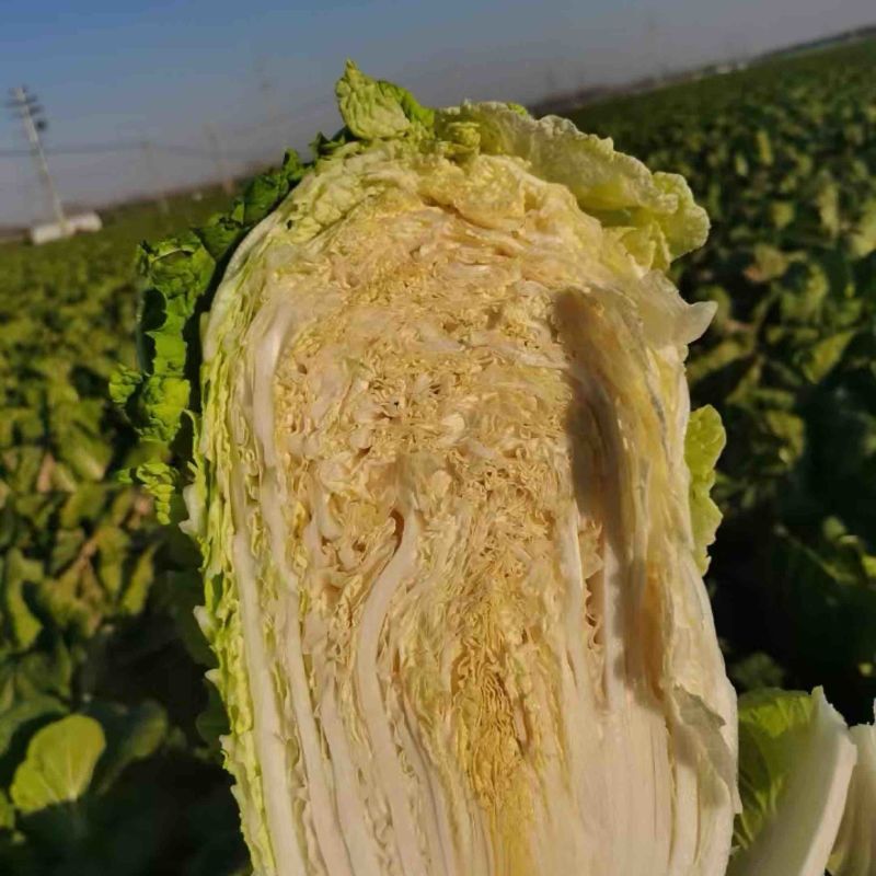 【优选好白菜】精品矮颗黄心白菜，产地直发。