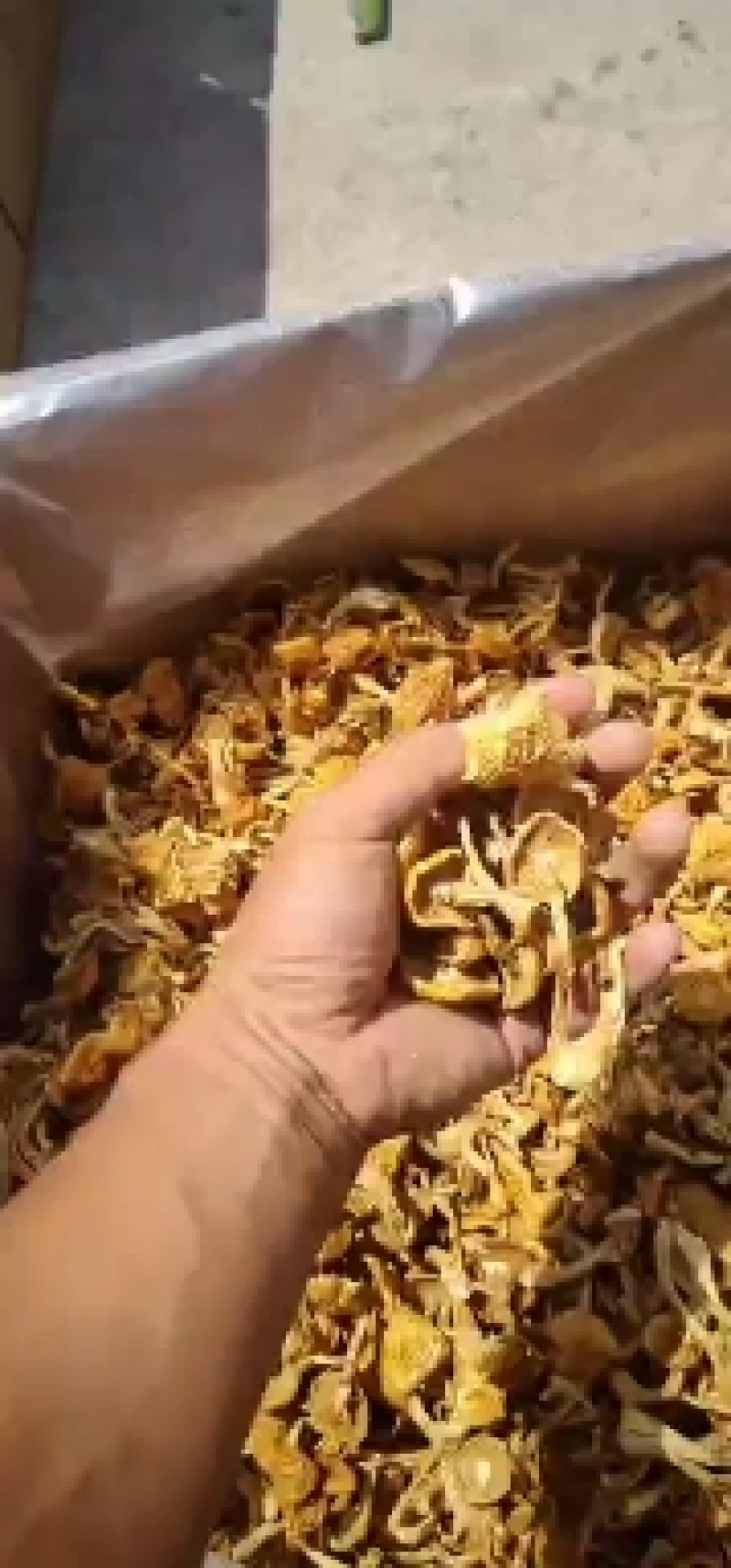 滑子菇，一手货源，全国代收代卖，对接商超，货源稳定