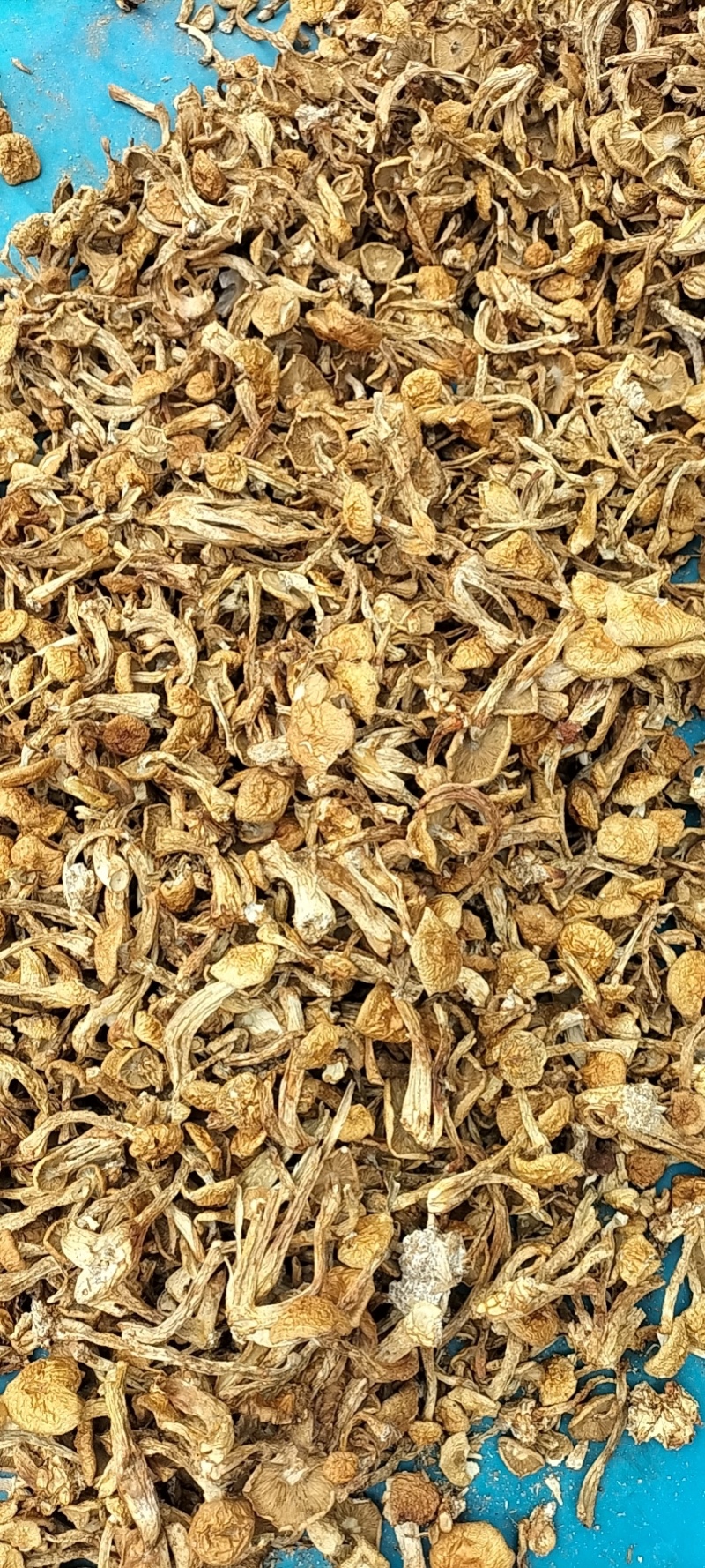 滑子菇，一手货源，全国代收代卖，对接商超，货源稳定