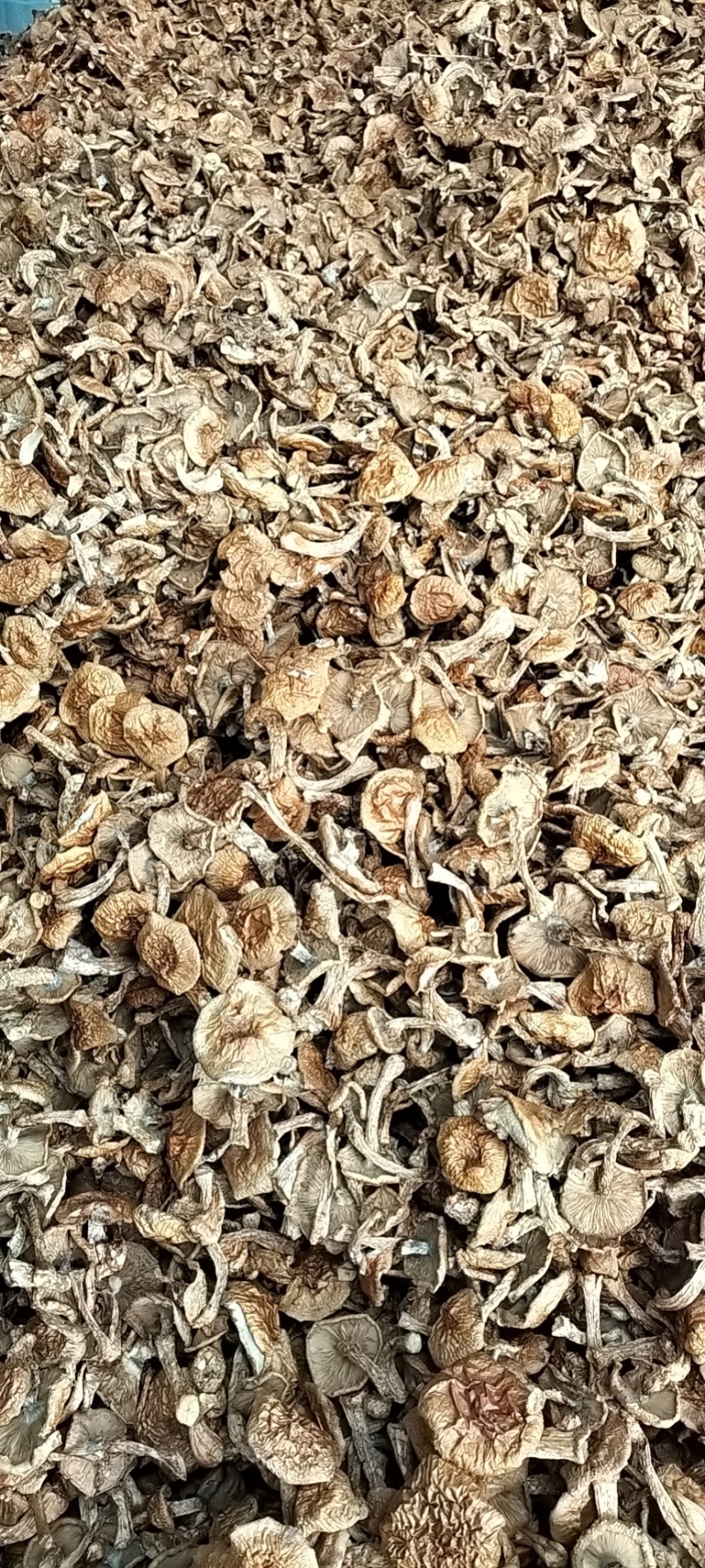 滑子菇，一手货源，全国代收代卖，对接商超，货源稳定