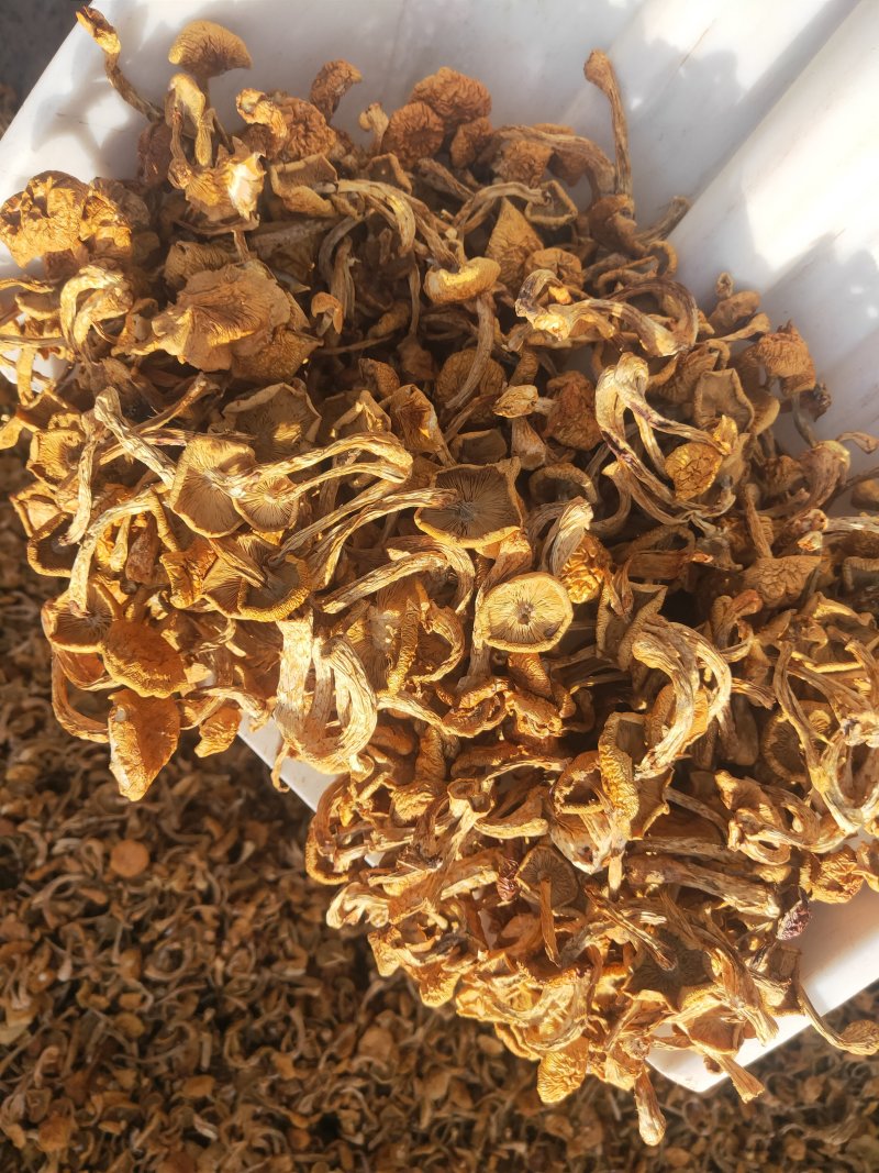 滑子菇，一手货源，全国代收代卖，对接商超，货源稳定