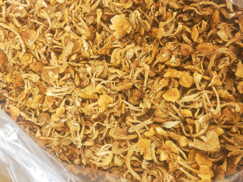 滑子菇，一手货源，全国代收代卖，对接商超，货源稳定