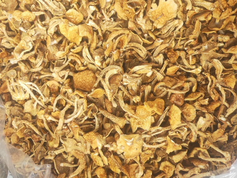 滑子菇，一手货源，全国代收代卖，对接商超，货源稳定