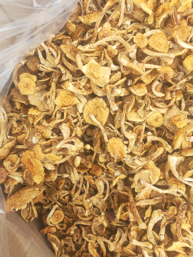 滑子菇，一手货源，全国代收代卖，对接商超，货源稳定