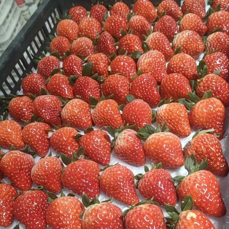 原产地直供万亩红颜草莓一级果奶油草莓大量