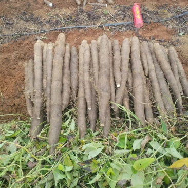 【推荐】广西山药/黑鬼淮山药/对接商超批发市场/欢迎咨询