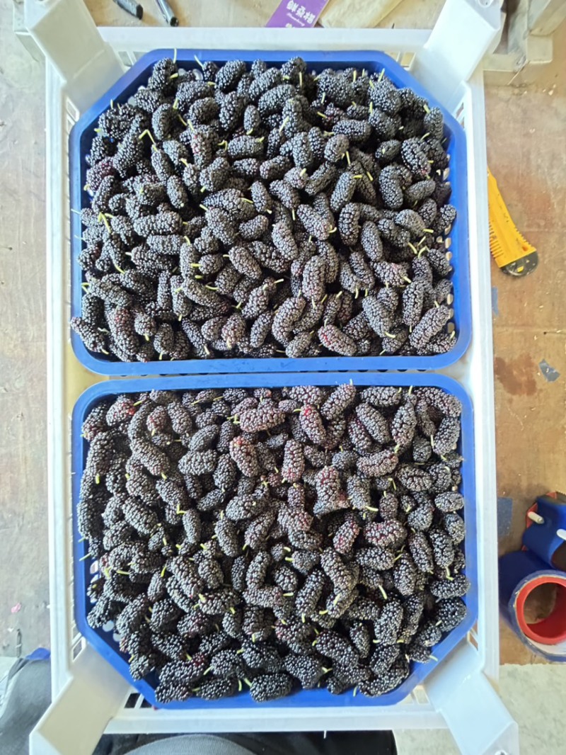 产地直接批发黑桑葚桑果加工厂榨汁厂超市奶茶店电商合作社