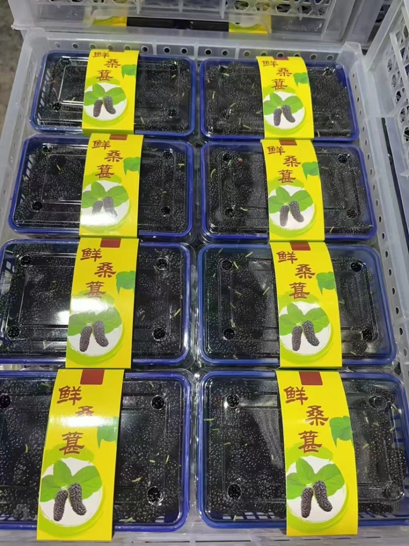 产地直接批发黑桑葚桑果加工厂榨汁厂超市奶茶店电商合作社