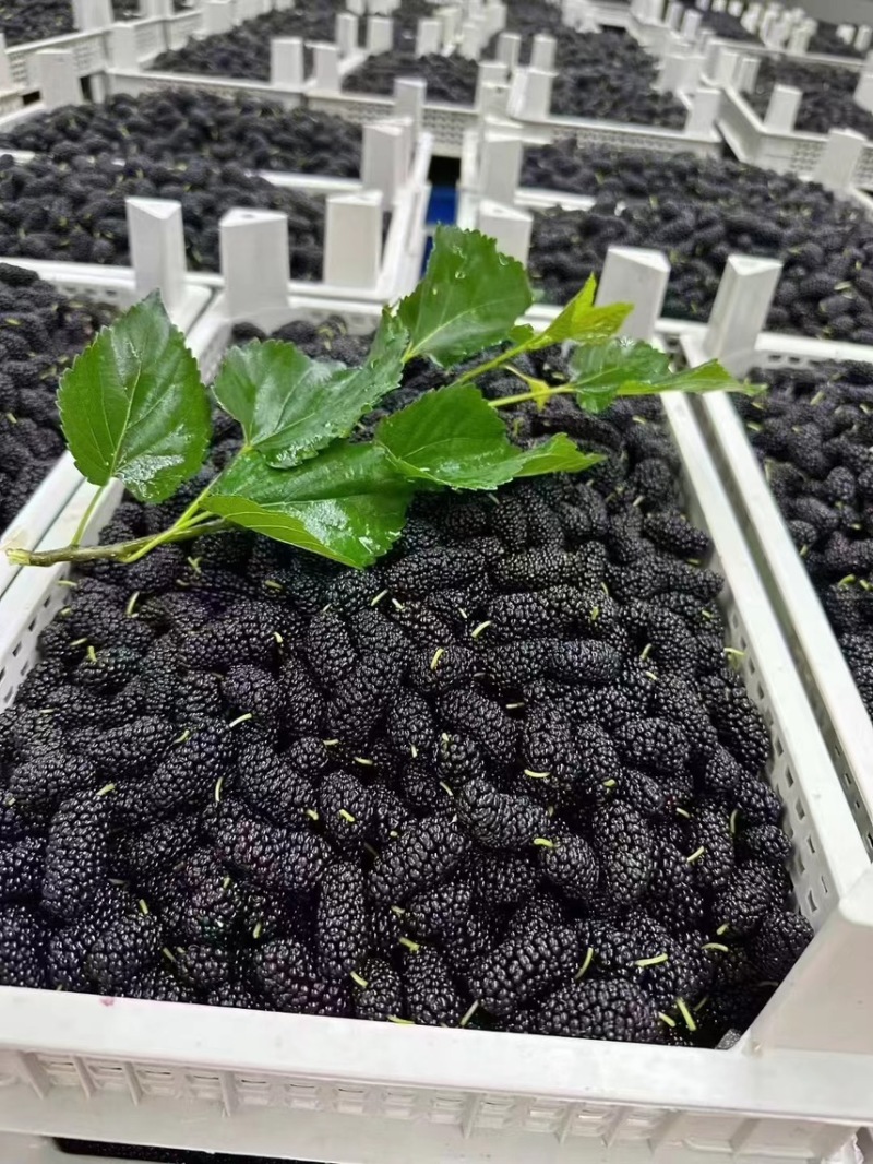 产地直接批发黑桑葚桑果加工厂榨汁厂超市奶茶店电商合作社