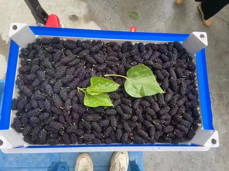 产地直接批发黑桑葚桑果加工厂榨汁厂超市奶茶店电商合作社