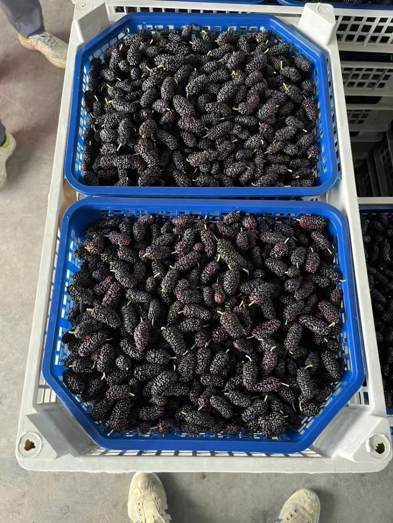 产地直接批发黑桑葚桑果加工厂榨汁厂超市奶茶店电商合作社