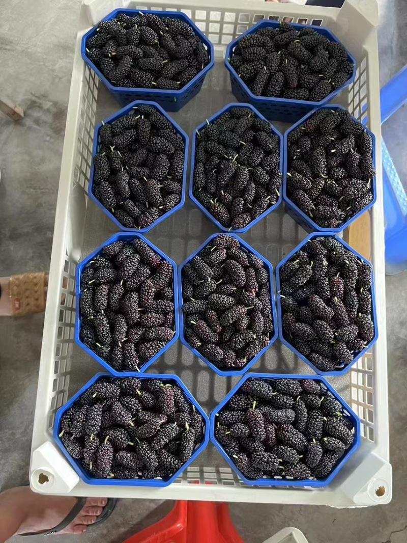 产地直接批发黑桑葚桑果加工厂榨汁厂超市奶茶店电商合作社