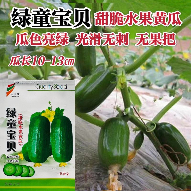 绿童宝贝甜脆水果黄瓜种子光滑无刺无瓜把金童水果黄瓜种籽