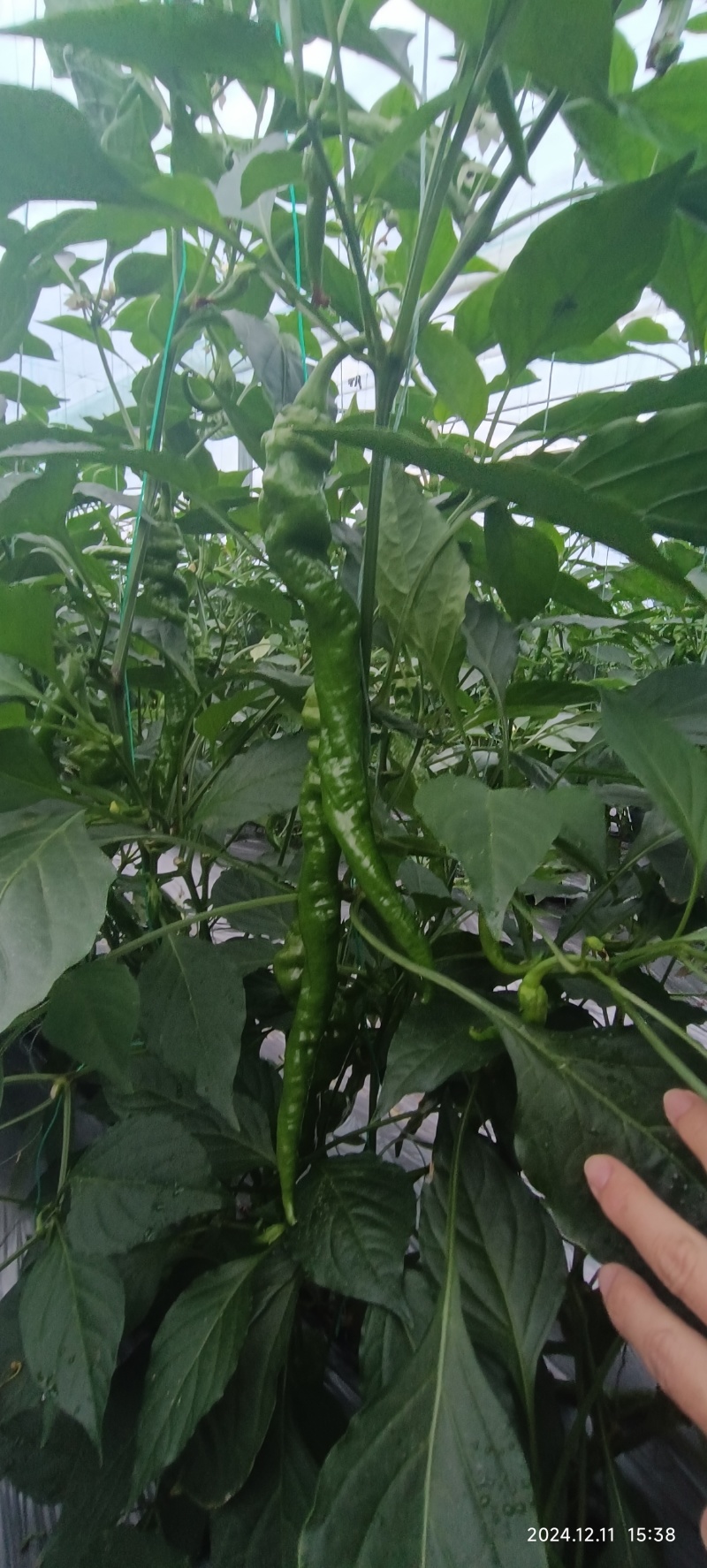 新苗椒宁都辣椒大量上市螺丝椒条形好色泽绿